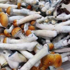 MAGIC MUSHROOMS